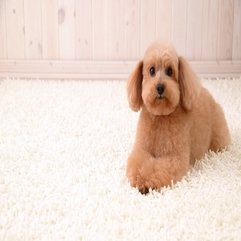 ALL DESKTOP 39 S WALLPAPERS Cute Puppy On White Carpet - Karbonix