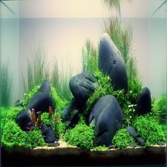 Aquascape Design Idea - Karbonix