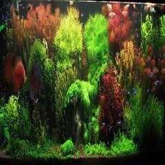 Aquascape Ecosystem Design - Karbonix