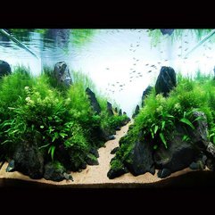 Best Inspirations : Aquascaping Aquarium Design Idea - Karbonix