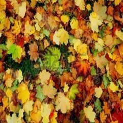 Best Inspirations : Colorful Carpet Of Autumn Leaves On The Ground Royalty Free Stock - Karbonix