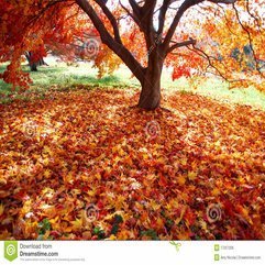 Colorful Carpet Of Fallen Leaves Royalty Free Stock Image Image - Karbonix
