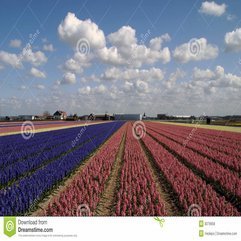 Colorful Carpet Of Flowering Hyacinths Dutch Sky Royalty Free - Karbonix