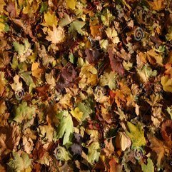 Colorful Carpet Royalty Free Stock Photography Image 1453457 - Karbonix