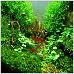Best Inspirations : Design Aquascaping Plants - Karbonix