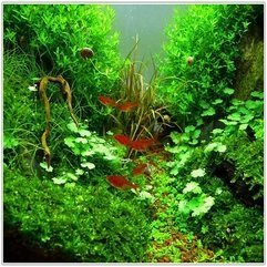 Design Aquascaping Plants - Karbonix