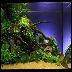 Best Inspirations : Design Idea Aquarium Aquascaping - Karbonix