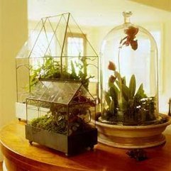 Home Decor Exoticism Wardian Case Terrarium Indoor Botanical - Karbonix