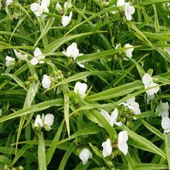 Image Perennial Flowers - Karbonix