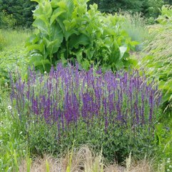 Layout Perennial Flowers - Karbonix