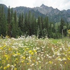 Panoramio Photo Of A Wonderful Carpet Of Daisies And Buttercups - Karbonix