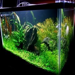 Pictures Simple Aquascaping - Karbonix