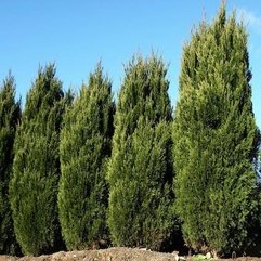 Spartan Juniper Greenstead Nursery - Karbonix