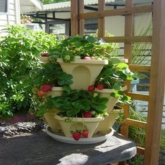 Strawberry Container Gardening - Karbonix