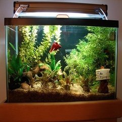 Tank Decoration Ideas Aquatic Fish - Karbonix