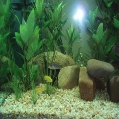 Tank Decoration Ideas Electric Fish - Karbonix