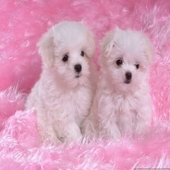 Two Little Cute Maltese Puppies With The Pink Carpet Dogs Picture - Karbonix