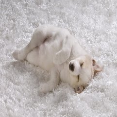 White Puppy Is Sleeping White Carpet All Wallpapers - Karbonix