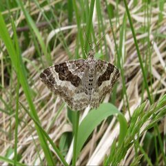 Wild And Wandering 12th To 16th May Rutland - Karbonix