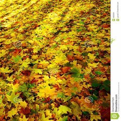 Wonderful Carpet Of Autumn Foliage Stock Images Image 16805964 - Karbonix